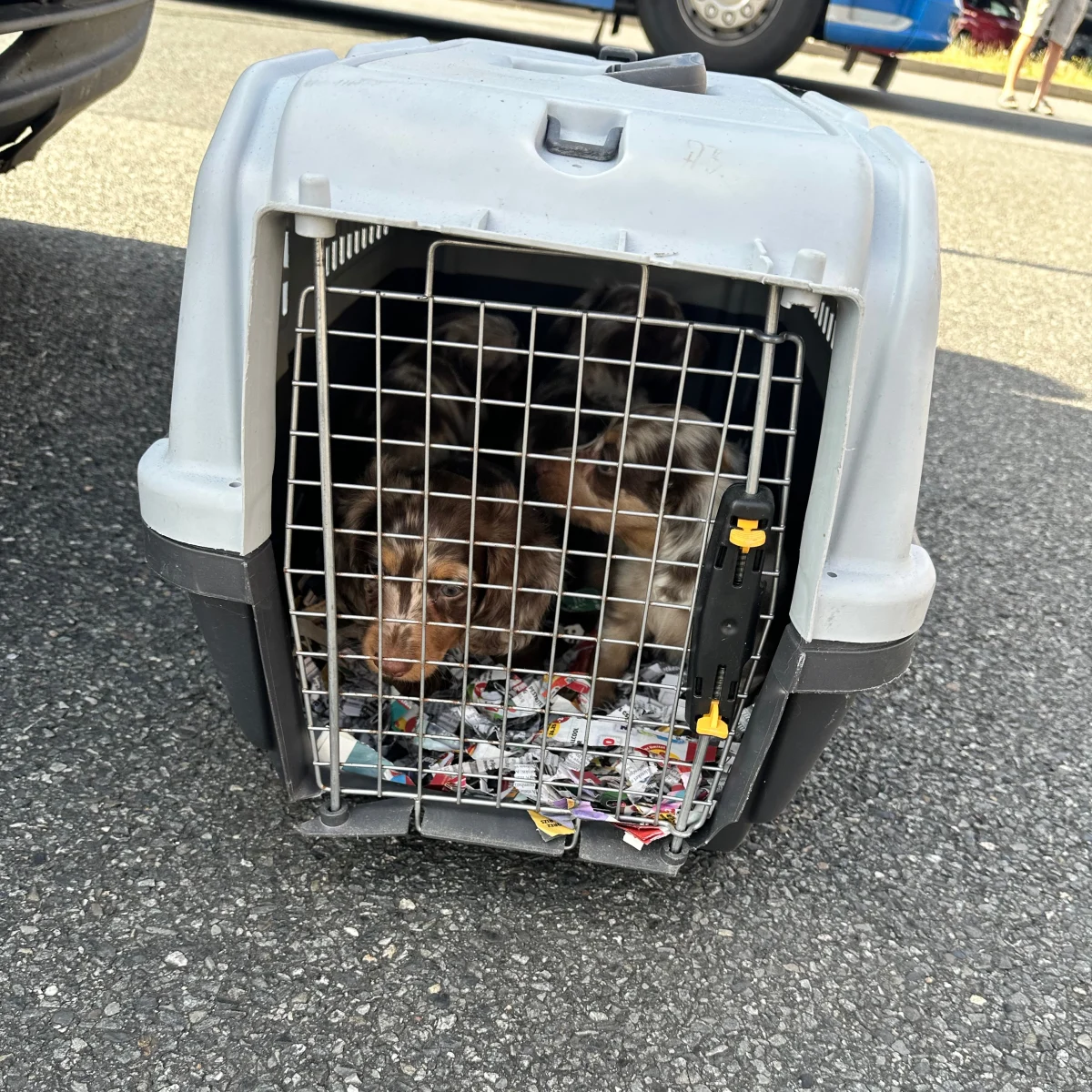 Ein Hund sitzt in einer grauen Transportbox mit Gittertür auf einer asphaltierten Straße. Neben der Box liegen Zeitungen.