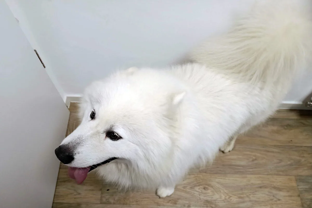 Anwohner finden zutraulichen Hund in Bremerhaven - Wer vermisst diesen "Samojeden" ?