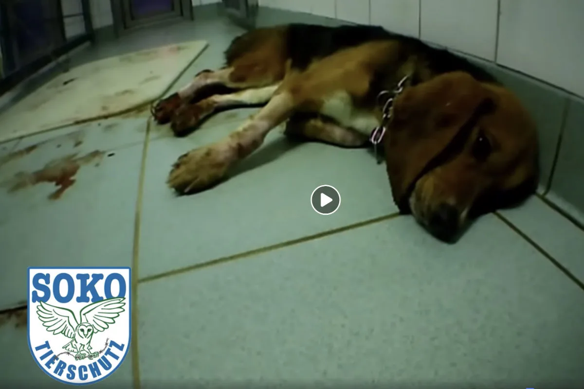 Erneuter Tierskandal - Nach Schock-Bildern und Videos aus Tierversuchslabor fordert PETA Schaffung eines eigenen Tierschutzministeriums 