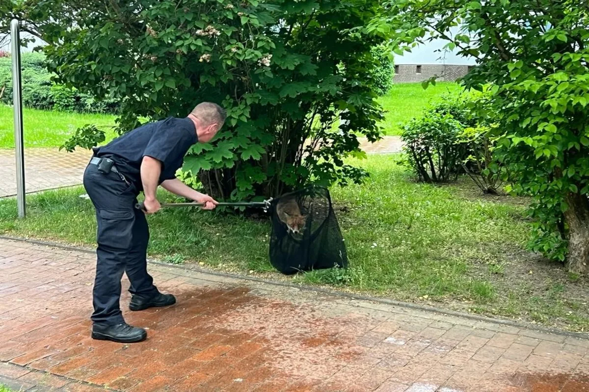 Hannover - Feuerwehr hilft einem verirrten Fuchs