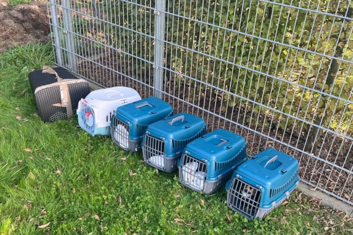 Wegberg – 17 Katzen am Flugplatz ausgesetzt