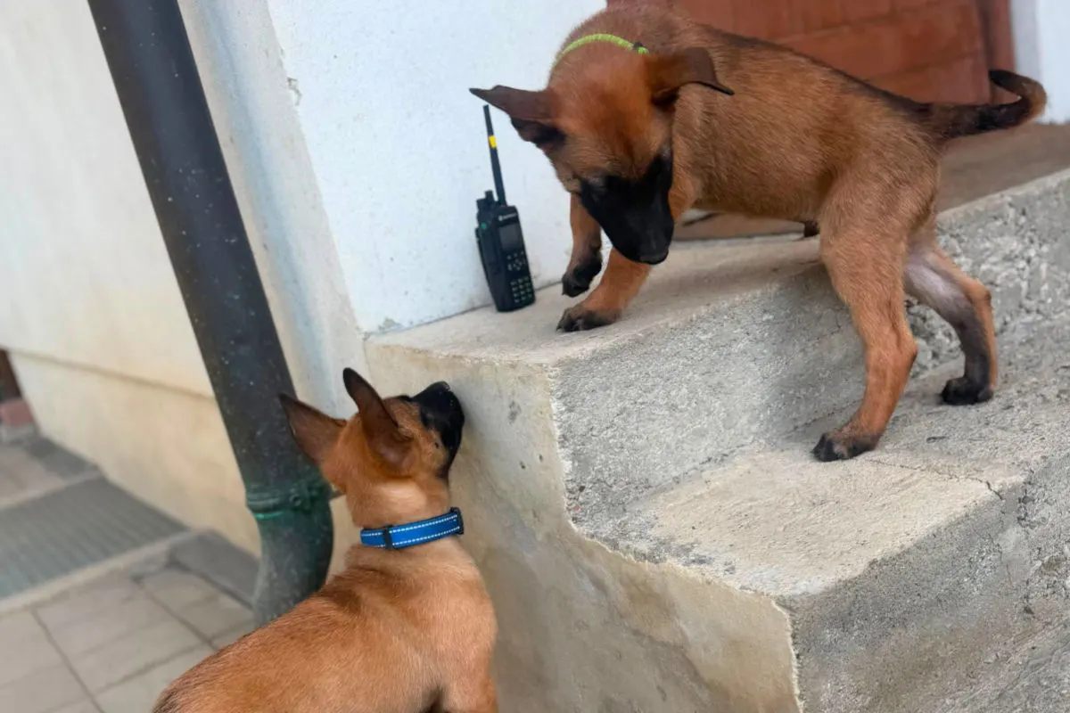 Zwei Welpen interagieren mit einem Funkgerät auf einer Betonstufe im Freien. Einer der Hunde steht auf der Stufe, der andere schaut nach oben.