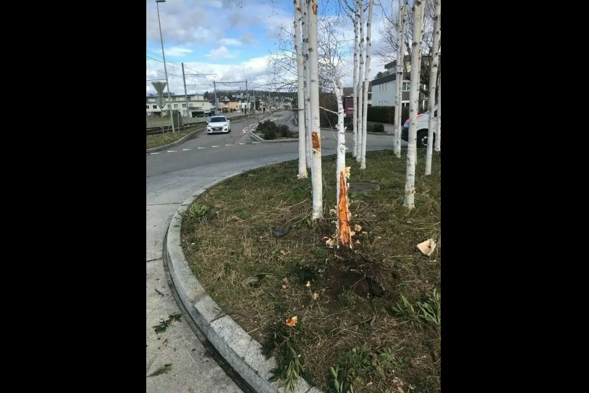 Reinach BL - Fahrzeug prallt in Baum - Zeugenaufruf