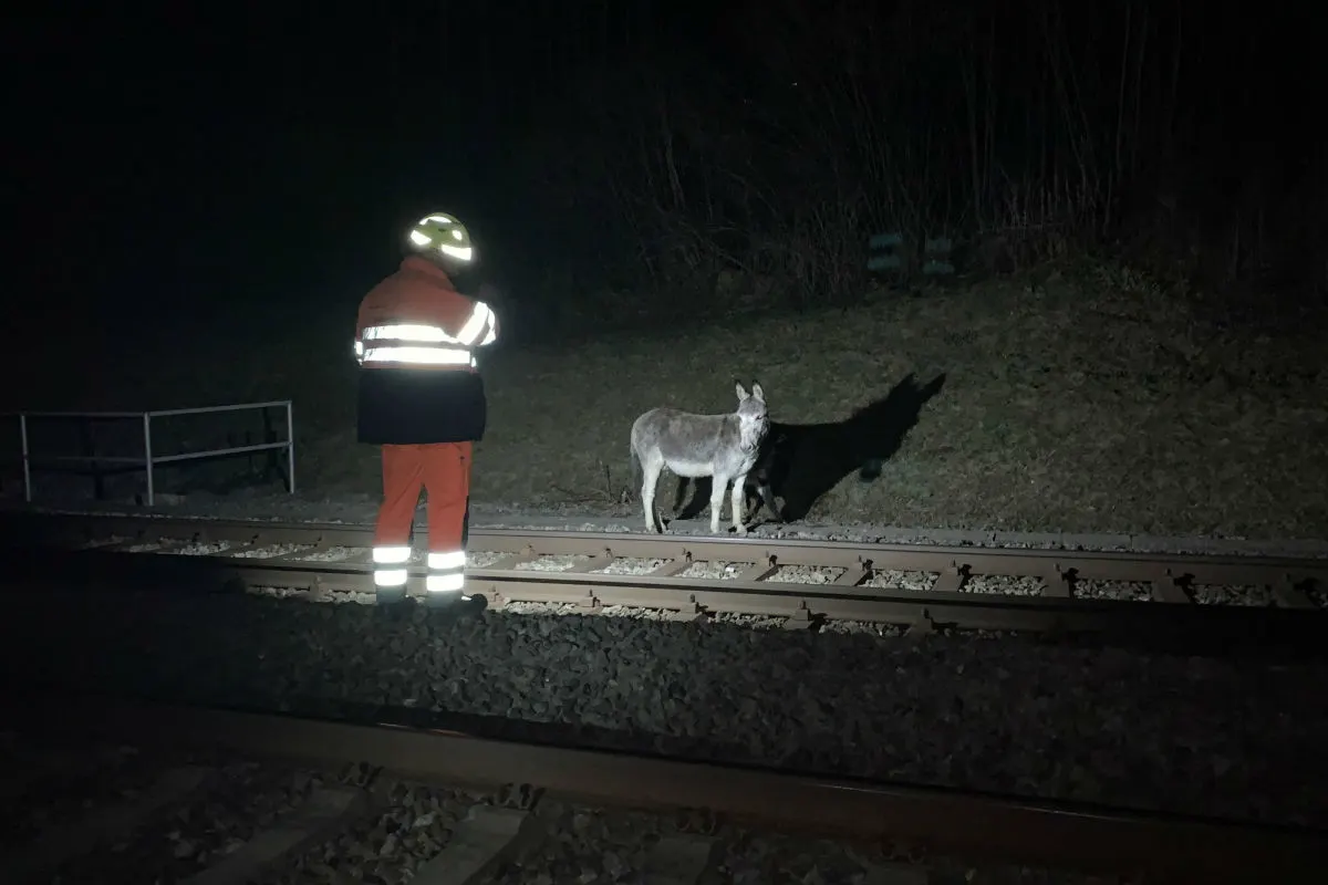 St.Gallen SG - Zug kollidiert mit Esel – Tierbesitzer gesucht