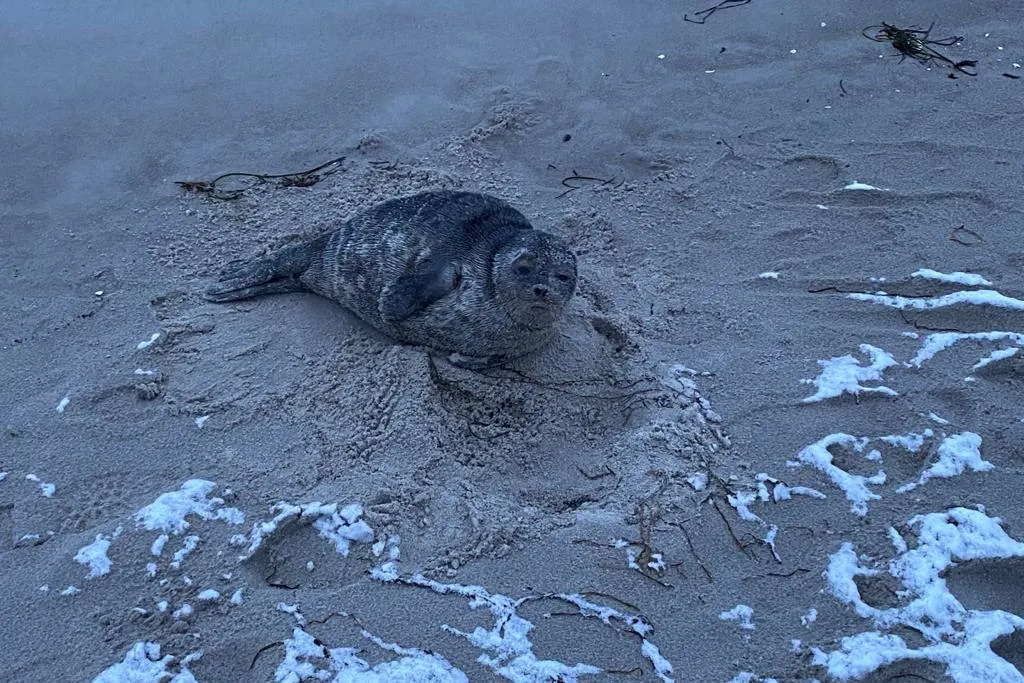 Tierrettung in Zingst – Kegelrobbe am Zingster Ostseestrand entdeckt