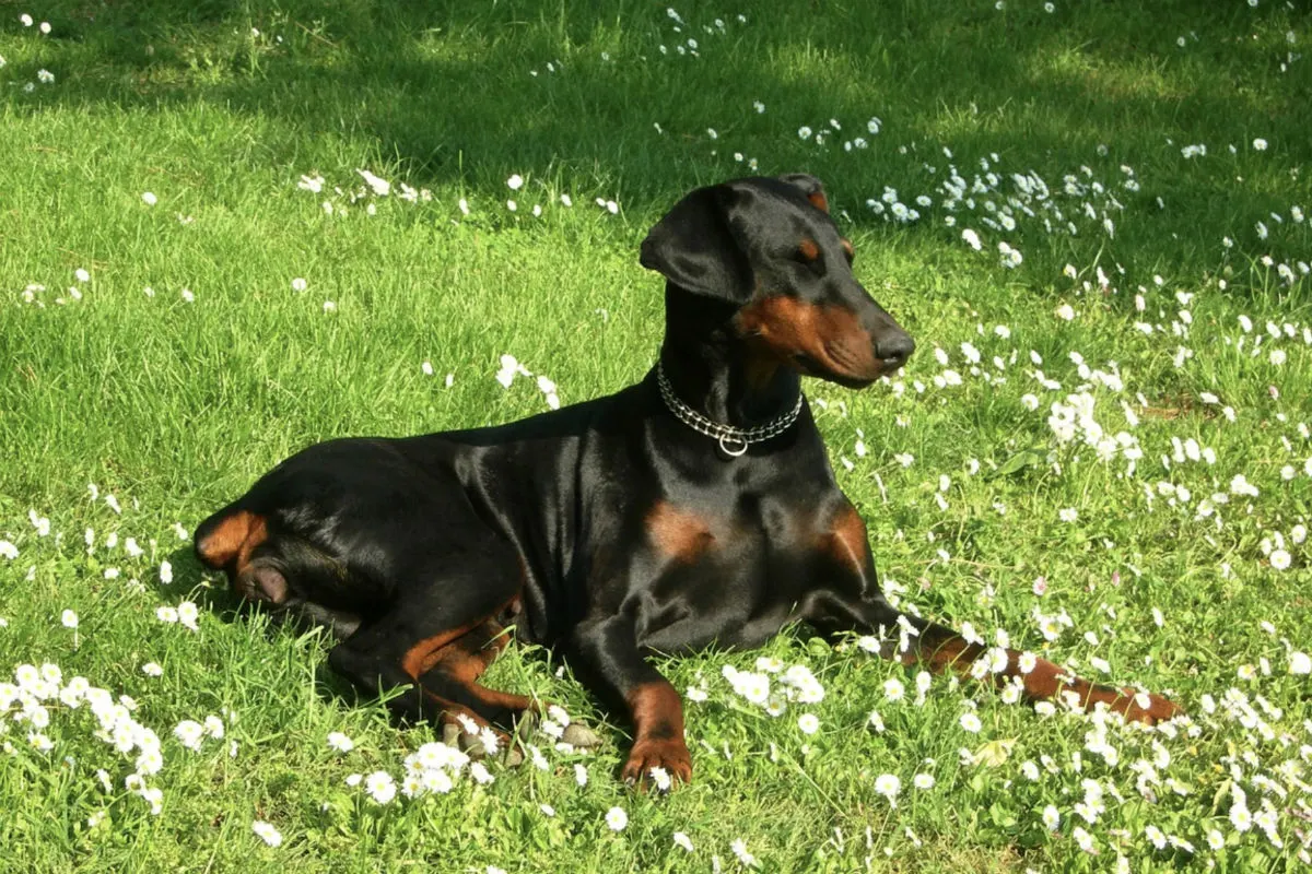 Isernhagen - Dobermann beisst vier Menschen in die Waden!
