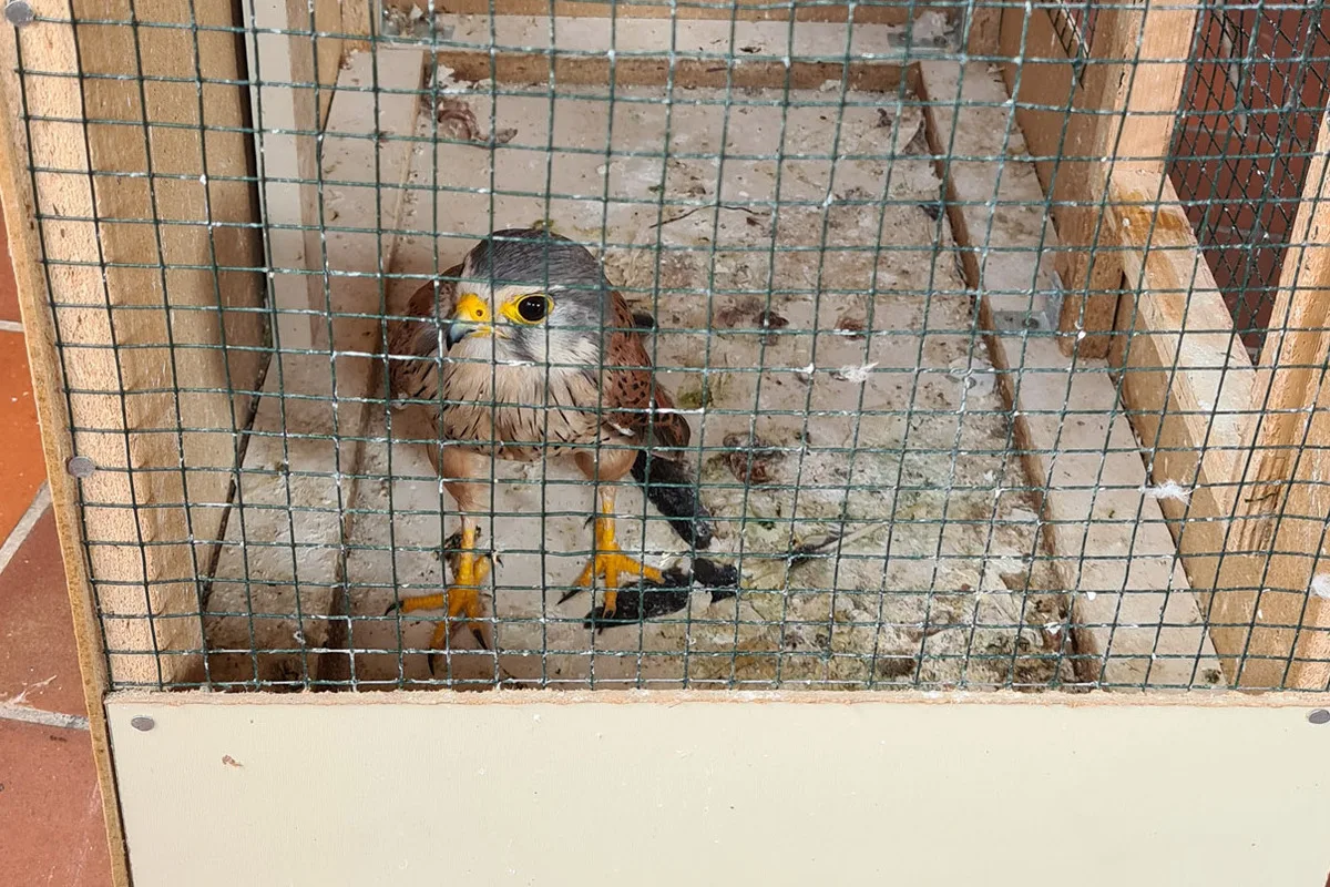 Hofgeismar HE - Turmfalke für 2.000 Euro zum Verkauf angeboten