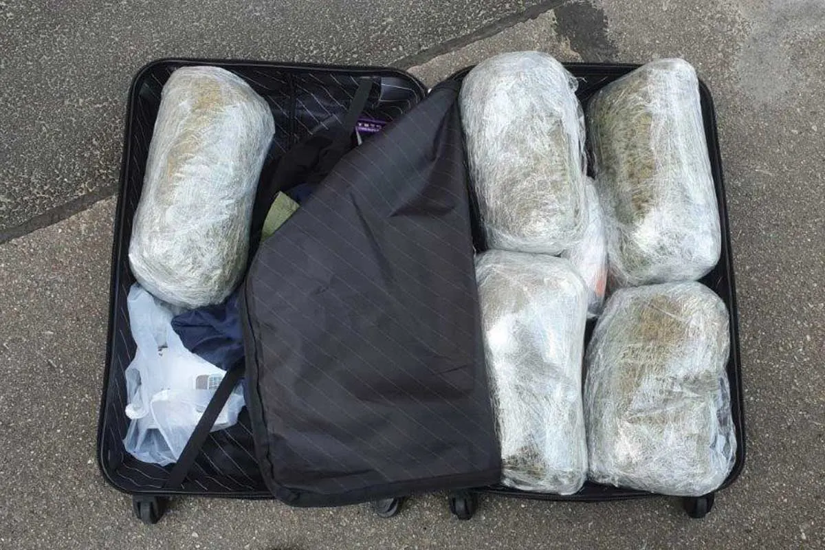 Osnabrück -  Mit Gras im Koffer auf Reisen - Zollhund Raptor hatte den richtigen Riecher