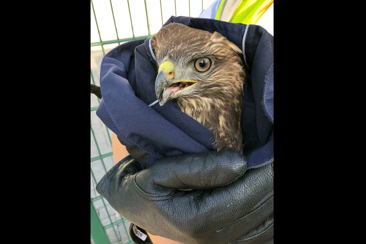 Münster (DE) - Polizei rettet verletzten Raubvogel 