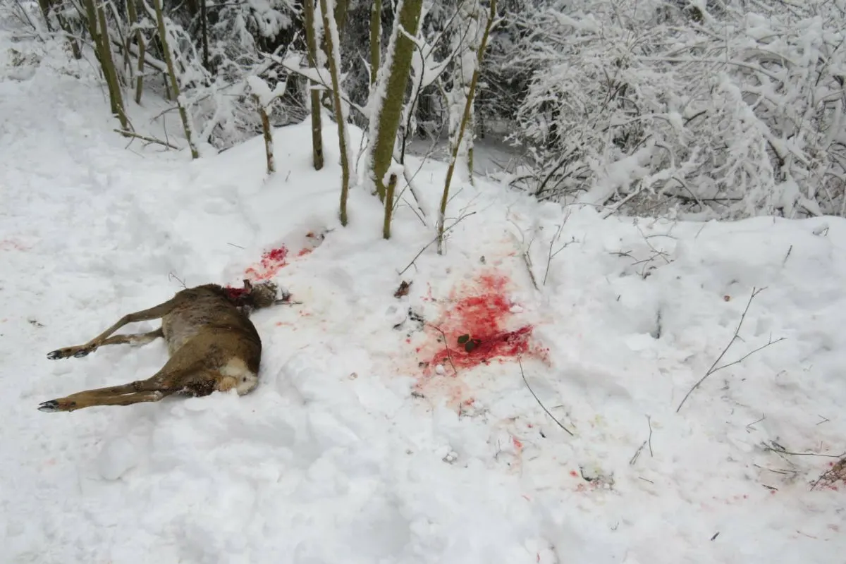 Zetzwil AG - Reh im Wald von Hund gerissen