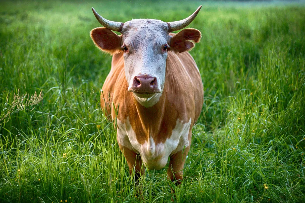Rind in Glödnitz nach Sturz in Güllegrube gerettet