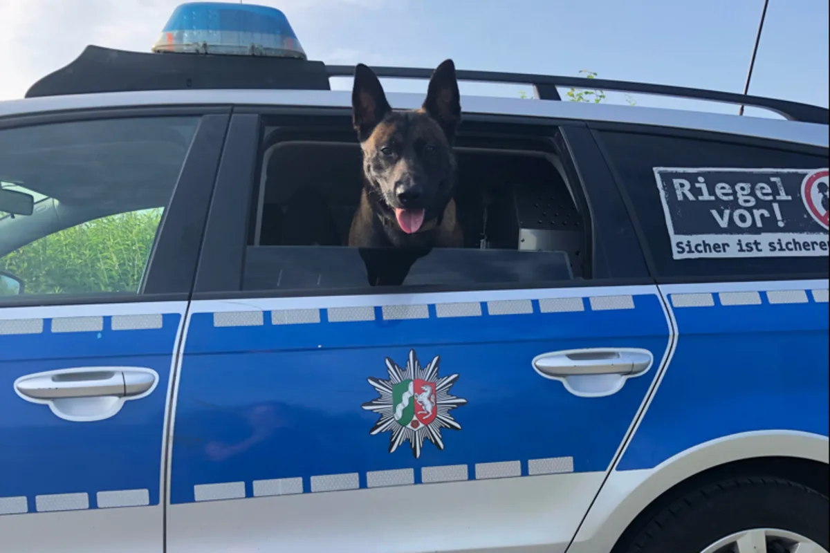 Dortmund - Diensthund Jack hilft einen Einbrecher aufzuspüren 