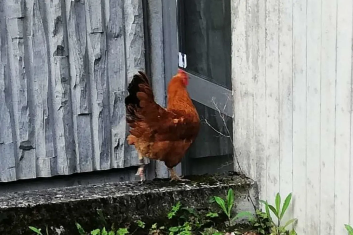 Wem gehört das Huhn? Es sorgte für einen Polizei- und Feuerwehreinsatz