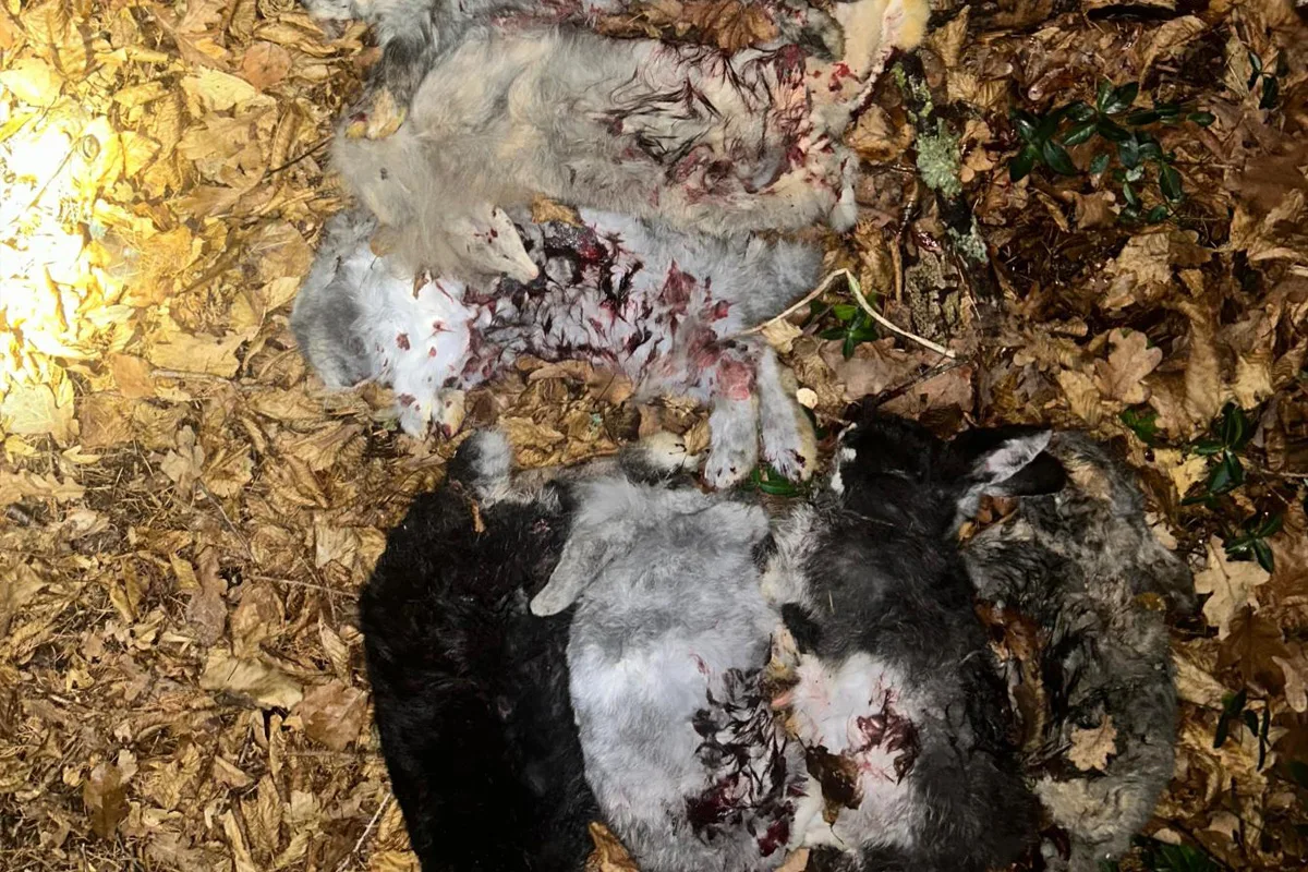 Zeugenaufruf Gönnebek – Tote Kaninchen im Schulwald abgelegt