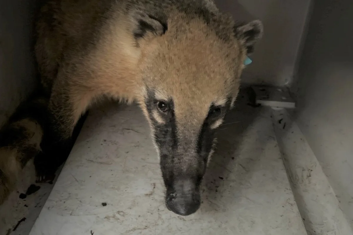 Bischofswerda SN – Entlaufener Nasenbär sorgt für Polizeieinsatz
