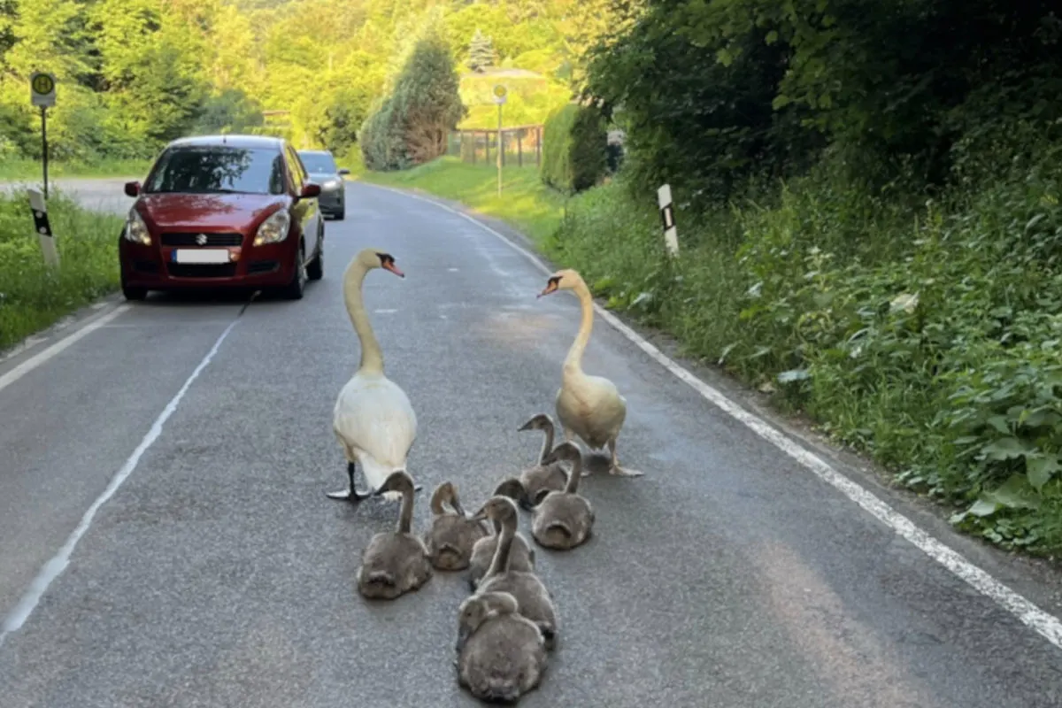 Zwei erwachsene Schwäne führen etwa acht Küken über eine Landstraße. Ein rotes Auto wartet im Hintergrund.