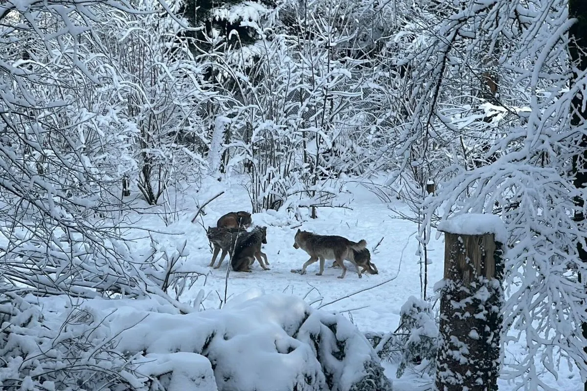 Zwei von acht Wölfe aus dem Calfeisental-Rudel erlegt 
