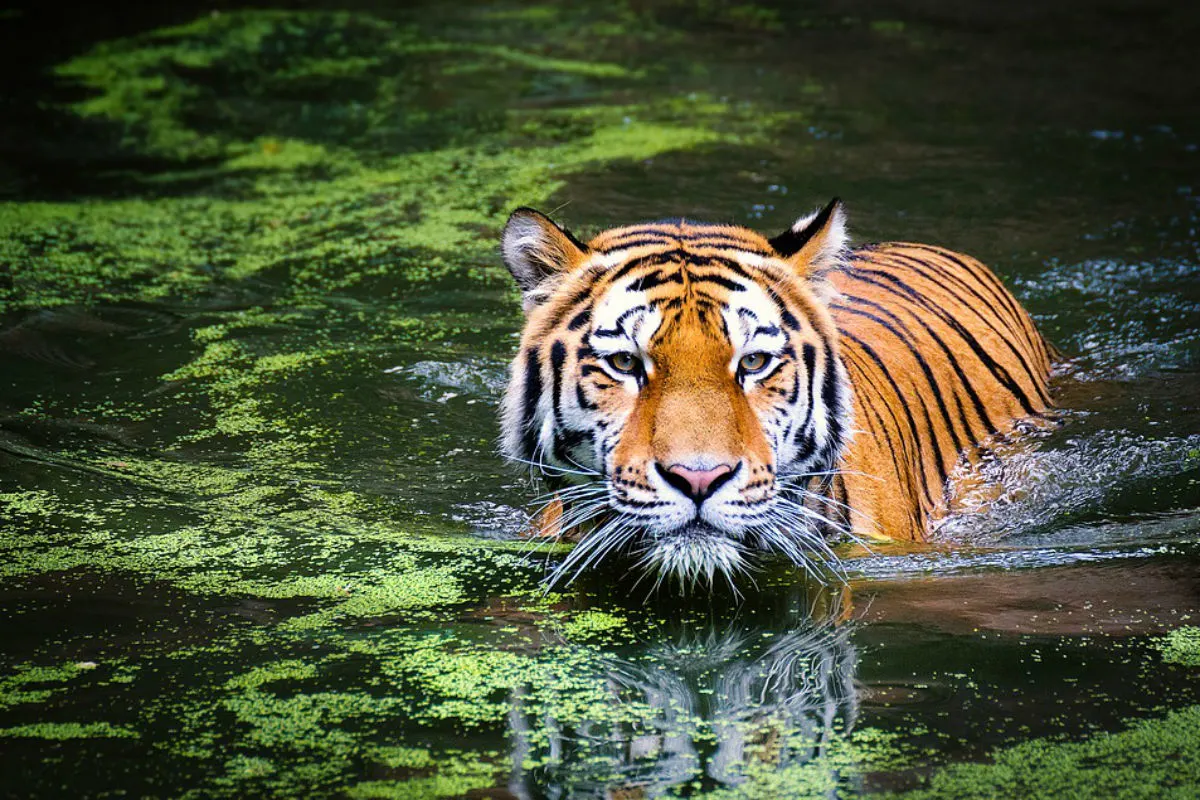 Stadt Zürich – Update zum Vorfall im Zoo Zürich