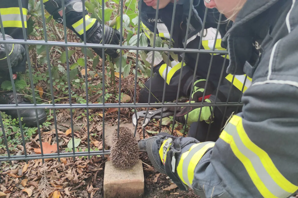 Celle – Feuerwehr rettet Igel aus misslicher Lage