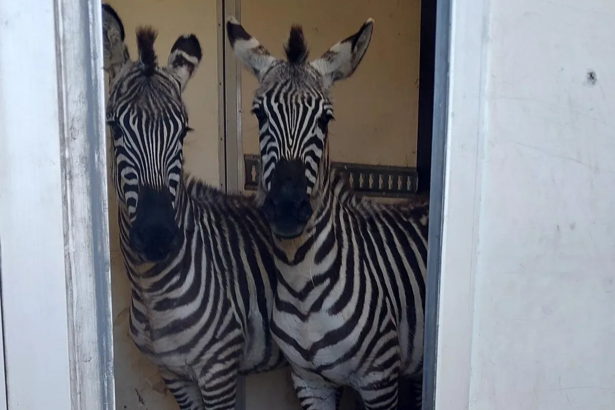 Bad Bentheim – Exotische Tiere illegal transportiert