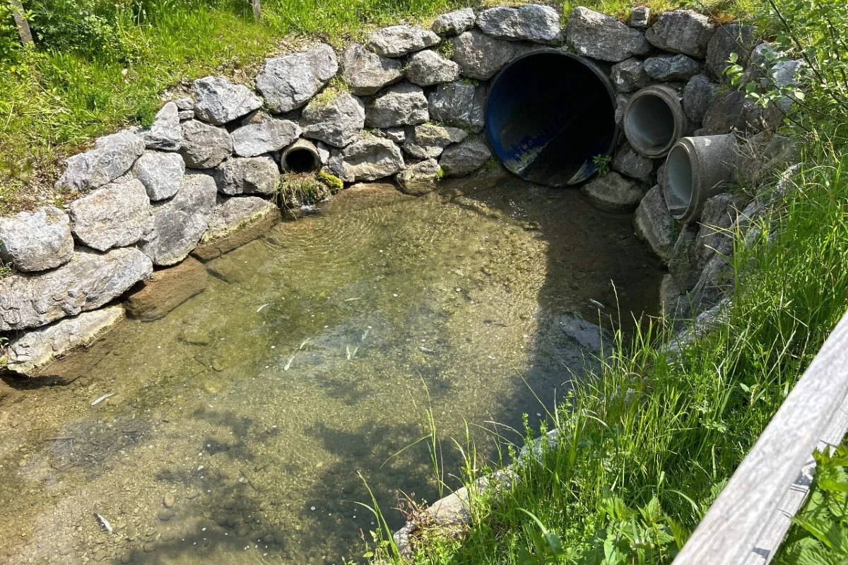 Tote Fische im Dorfbach von Mosnang SG