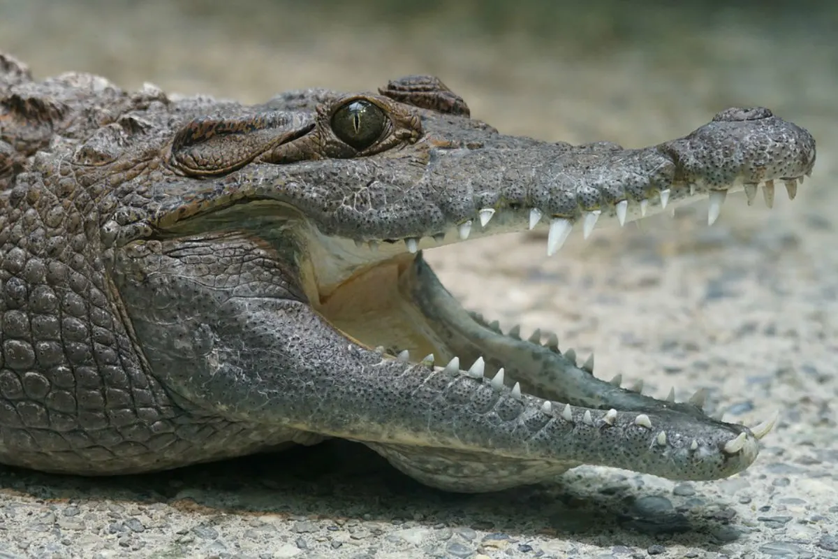 Tierpflegerin im Zoo Zürich von Krokodil gebissen 