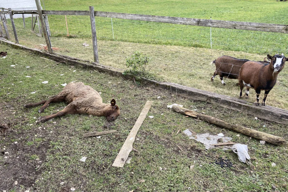 Oftringen AG – Festnahme wegen miserabler Tierhaltung