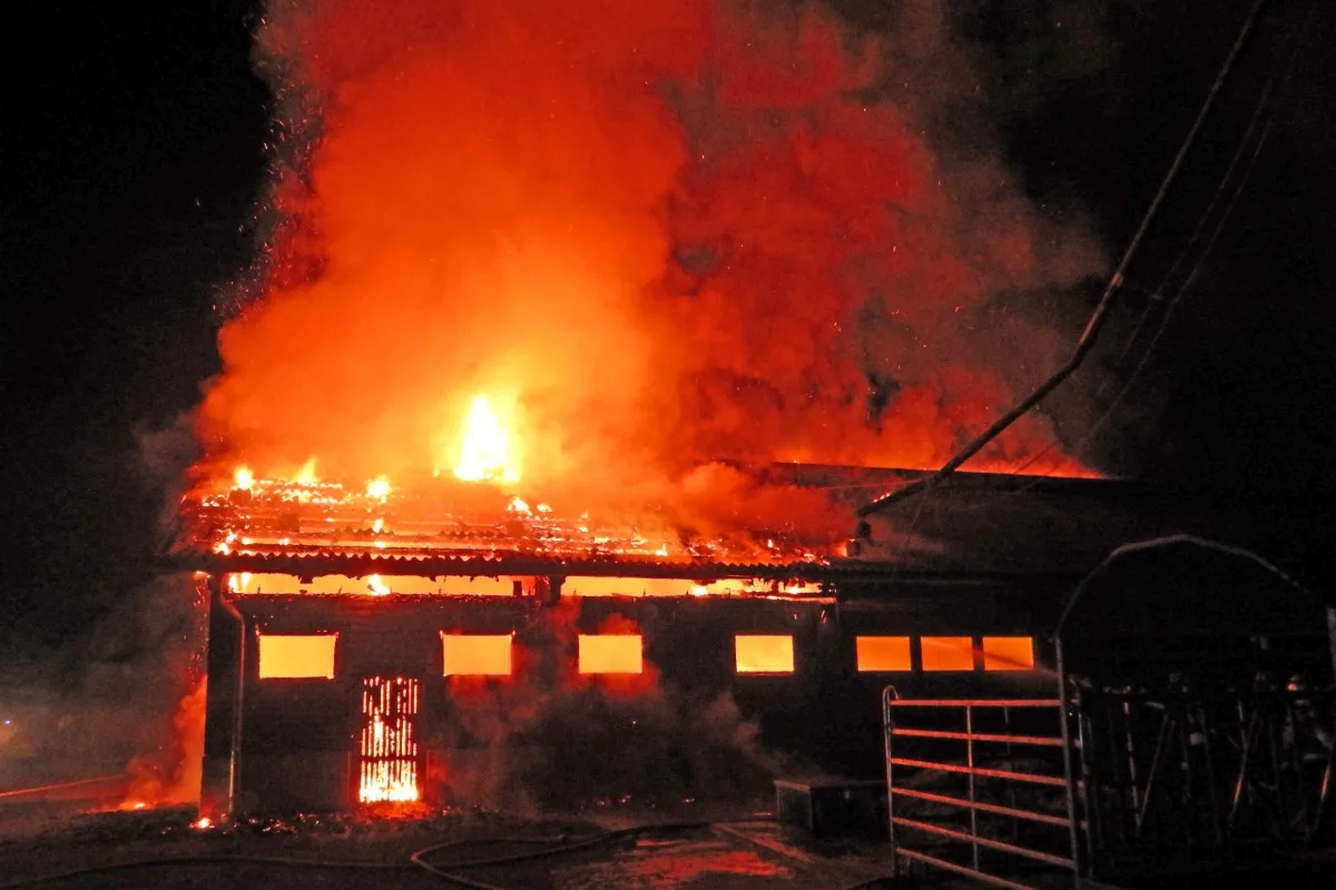 Niederwil TG - Brand von Freilaufstall - Tiere gerettet!