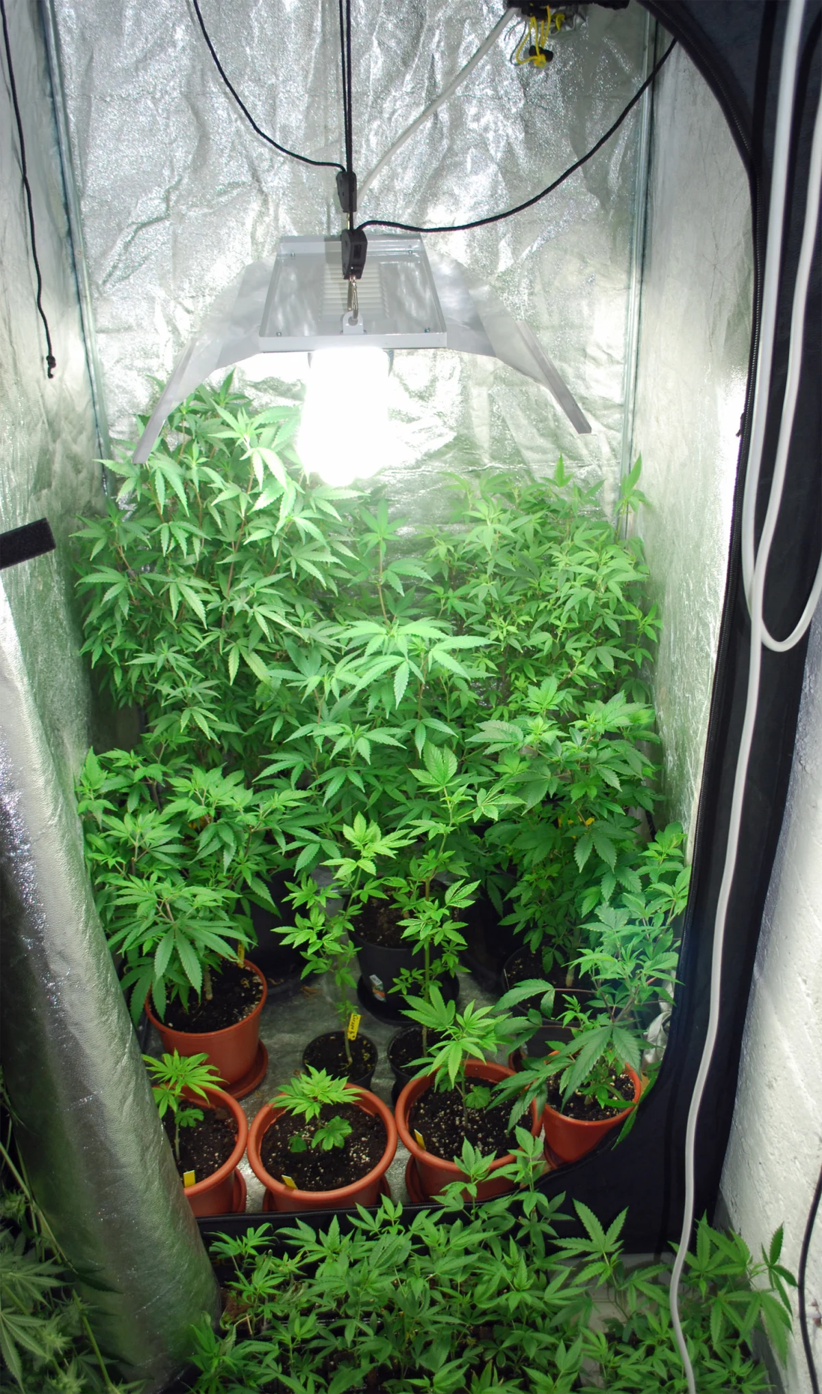 Nebikon LU - Indoor-Hanfanlage ausgehoben