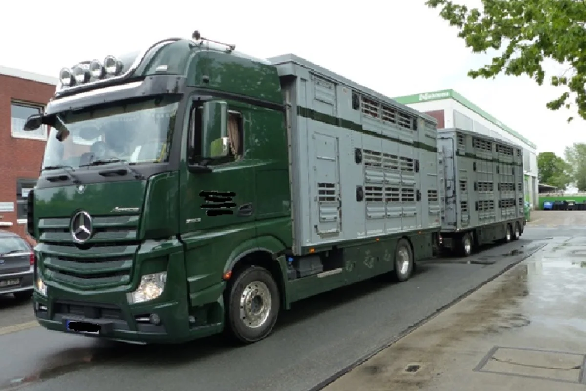 Cuxhaven -  Knapp 60 Schweine zu viel auf dem Transporter!