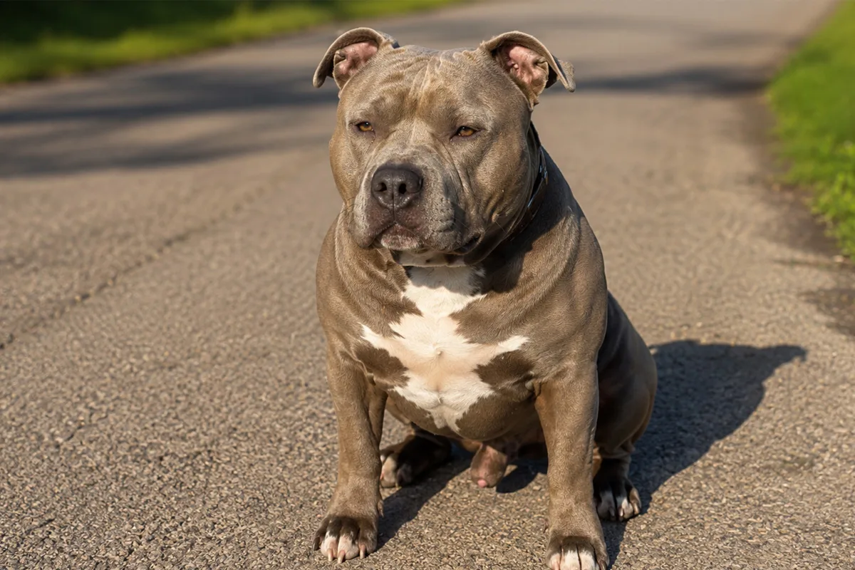Osternienburger Land – Mädchen (4) von Familienhund tot gebissen