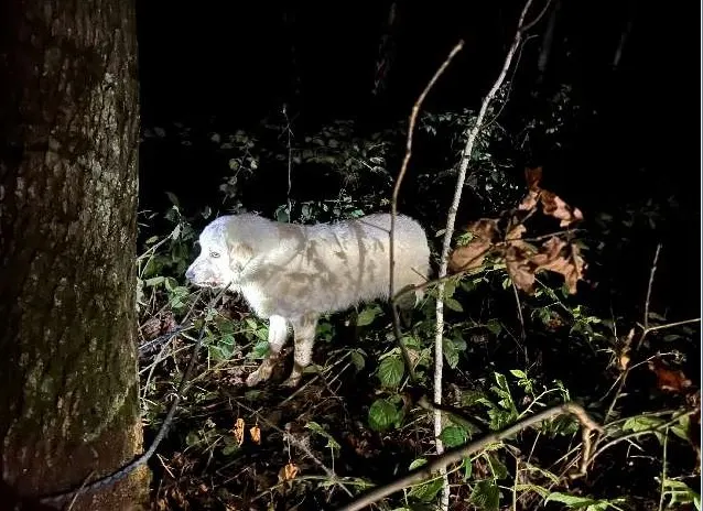 Davenstedt – Ausgesetzter Hund sorgt für Polizei- und Feuerwehreinsatz