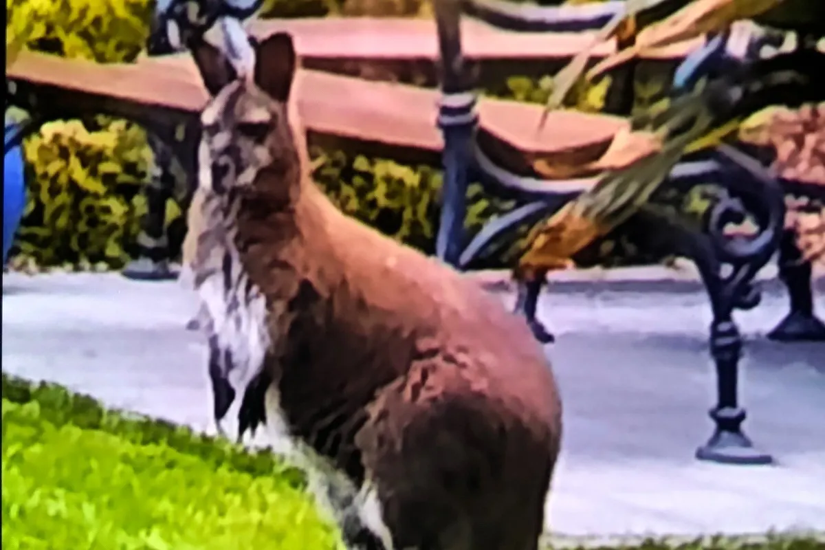 Wegberg - Freilaufendes Känguru - Polizei sucht Eigentümer