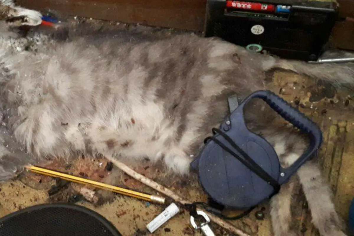Tierquäler lässt schwer misshandelte Katze  angeleint in Transportbox zurück
