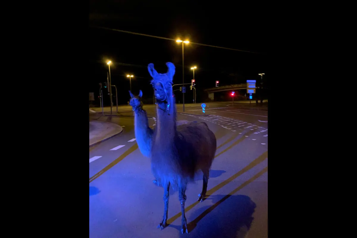 Iserlohn – Ausgebüxte Zirkus-Lamas eingefangen