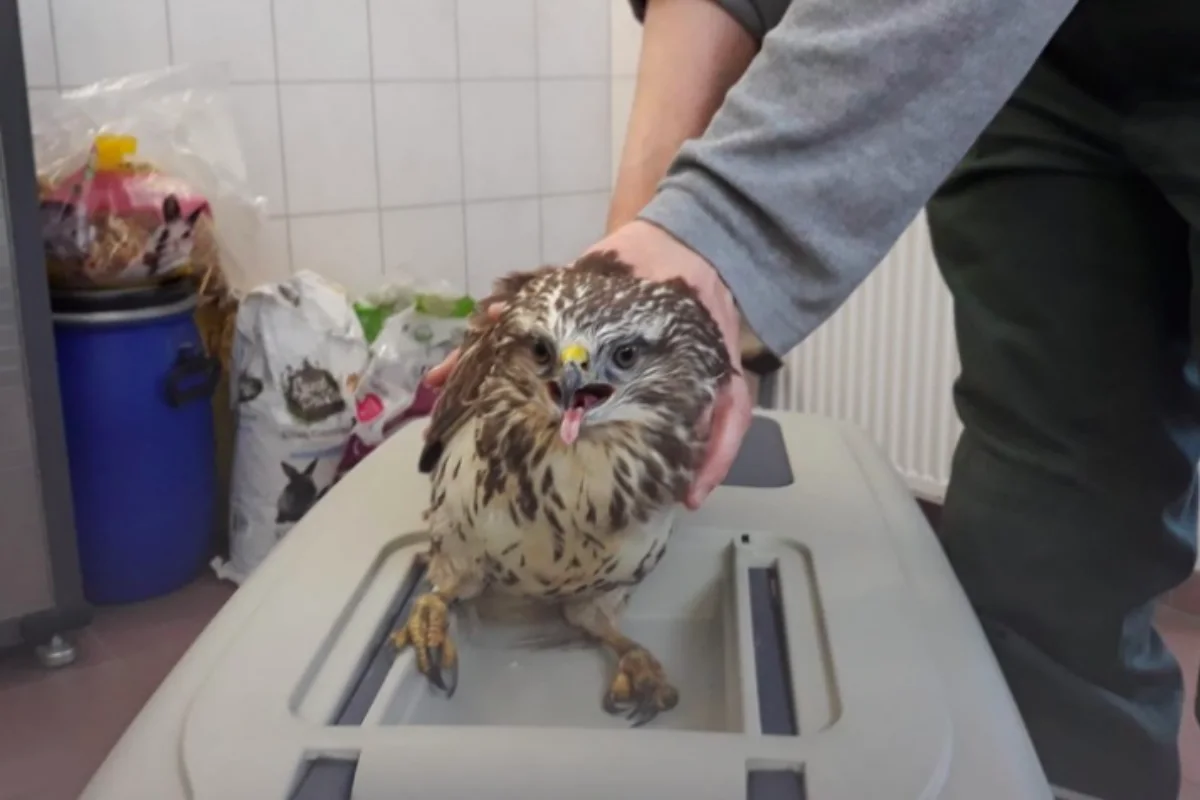 Scharnebeck - Greifvogel auf der Strasse gefunden