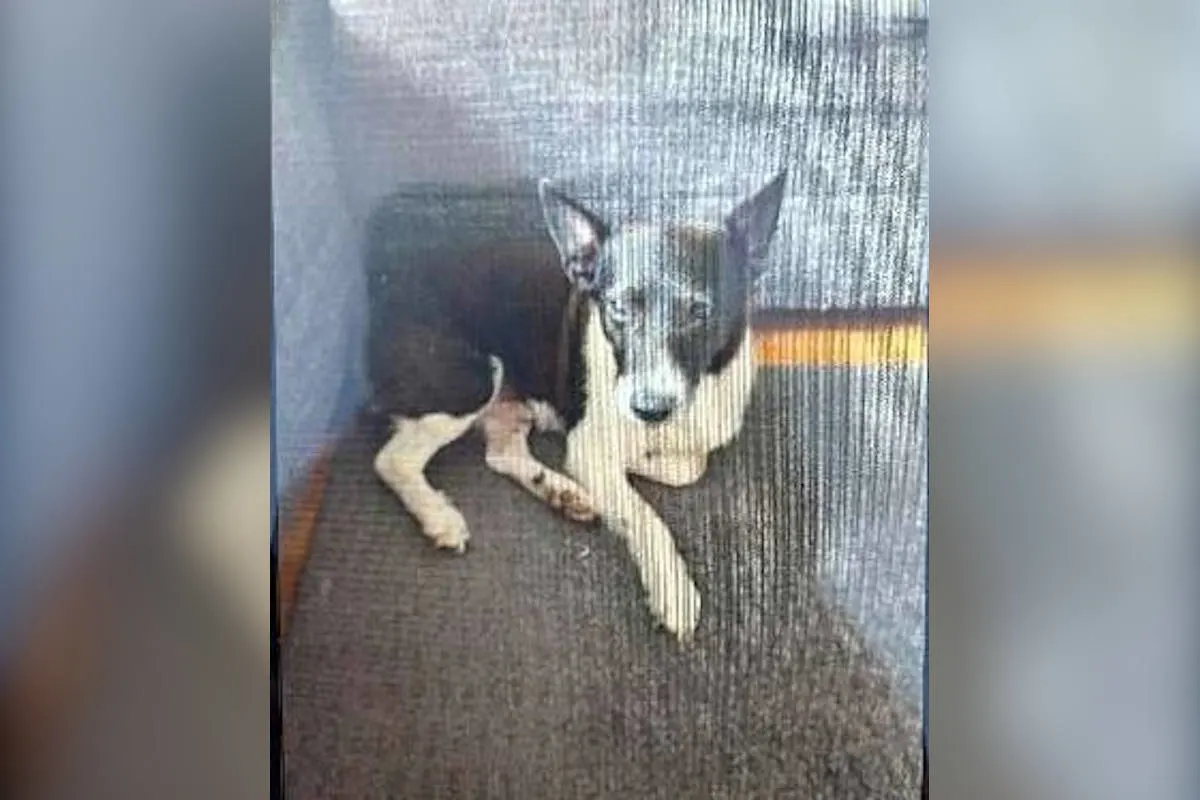 Hannover – Unbekannter entwendet 13 Jahre alten Jack-Russel-Terrier-Rüden