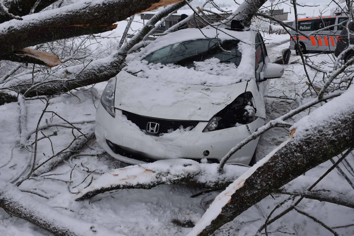 Kaltbach LU - Schneebedeckter Baum auf Auto gestürzt - 3-jähriges Kind verletzt