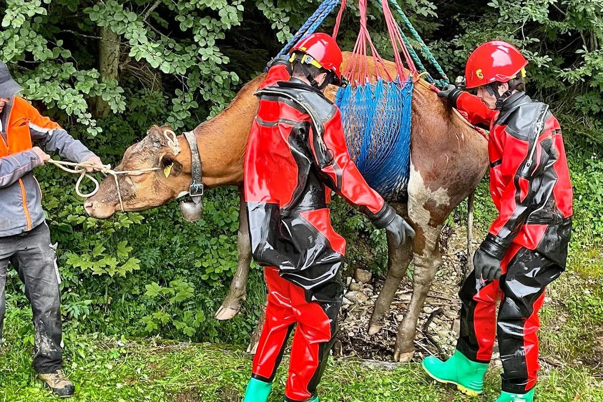 Langnau BE – Gusti aufwendig aus Bach gerettet