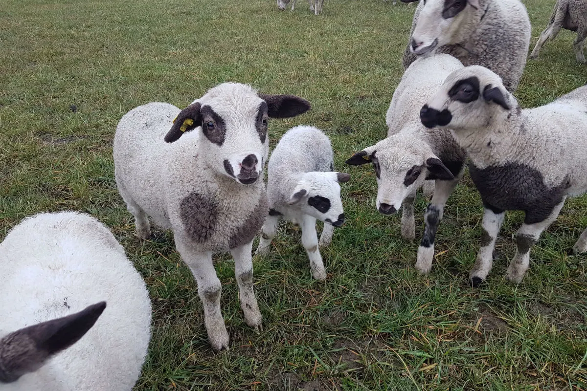 Benzenschwil AG - Schaf aus Weide gestohlen (Zeugenaufruf)