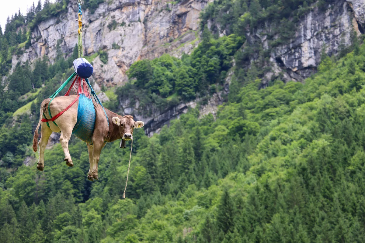 Eine Kuh hängt in einem farbigen Netz und wird von einem Hubschrauber durch eine bergige Landschaft transportiert. Im Hintergrund sind grüne Wälder und Felsen zu sehen.
