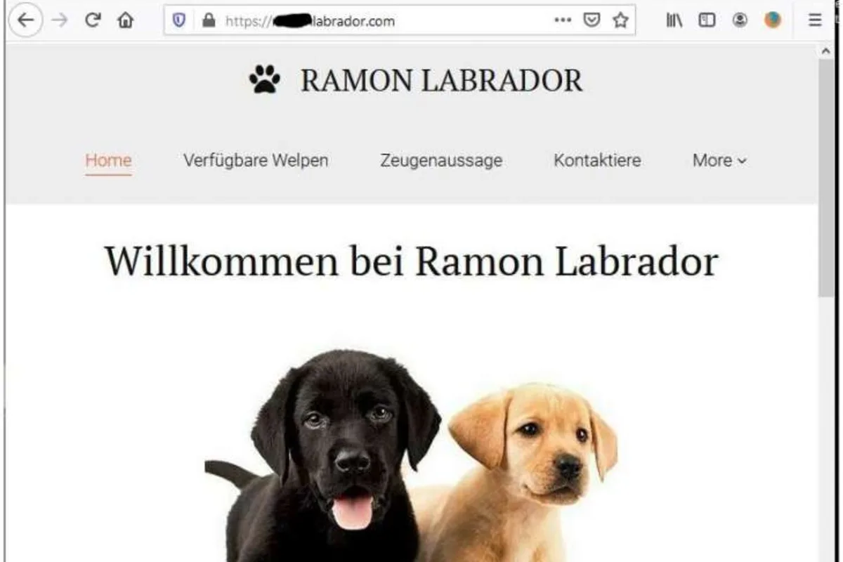 Warnung – Betrüger locken mit süssen Tierbabys!