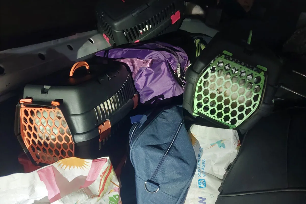 Reitzenhain – Fünf Hundewelpen bei Einreise sichergestellt