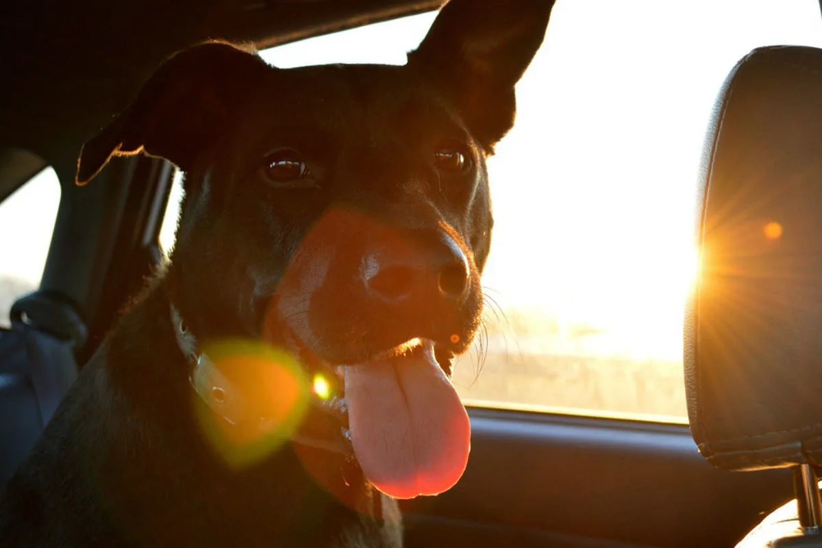 Hund bei praller Sonne im Fahrzeug eingeschlossen