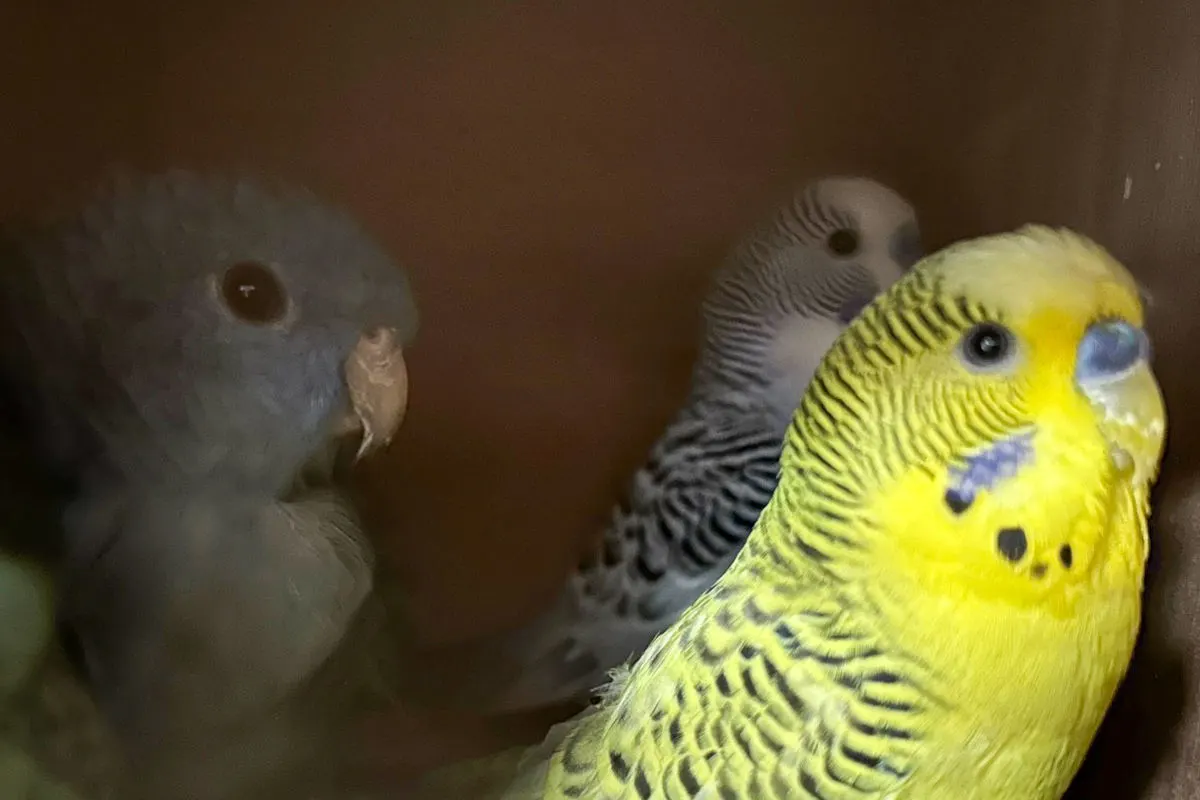 BAZG stoppt Schmuggel geschützter Vogelarten