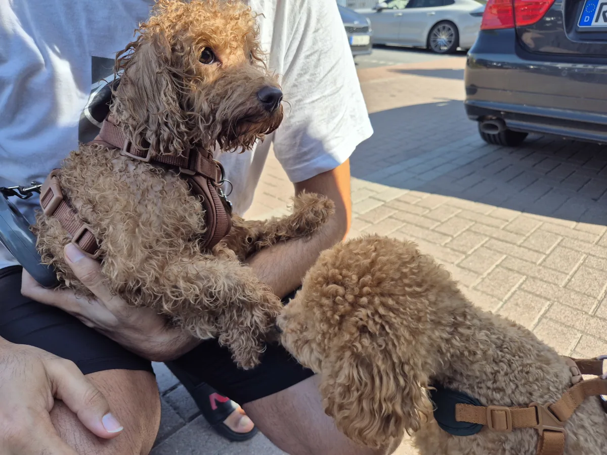 Ein Mensch sitzt und hält einen kleinen, lockigen Hund im Arm, während sich ein weiterer Hund dem ersten zuwendet. Beide Hunde tragen Geschirre.