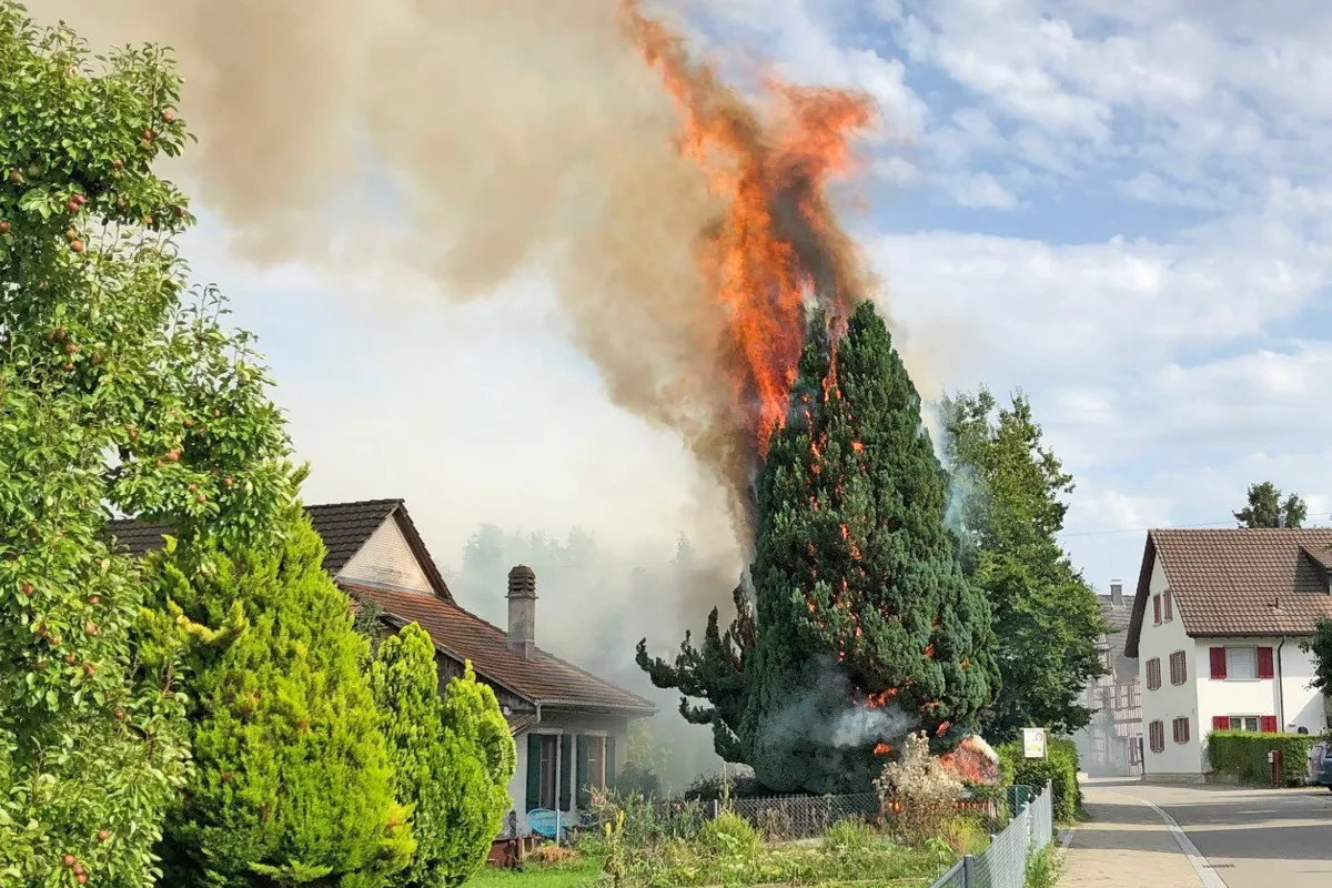 Altnau TG - 92-Jähriger setzt bei Abflammarbeiten Nadelbaum in Brand