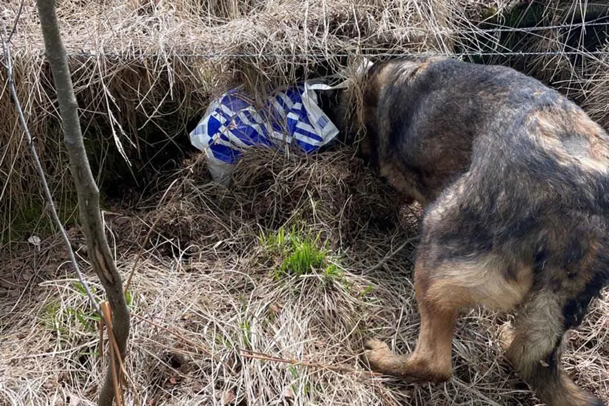 Münster - Zollhündin Fenja findet Drogen im Wald