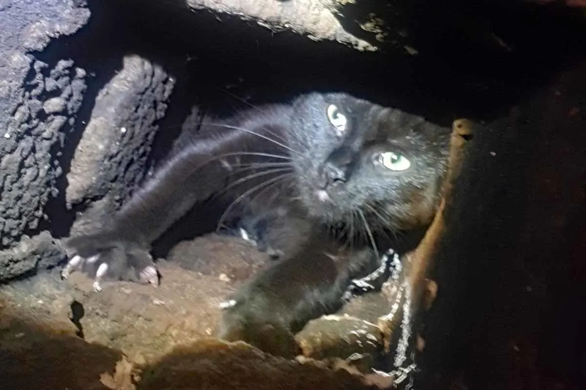 Tierrettung in Dortmund - Katze steckt in Kamin fest