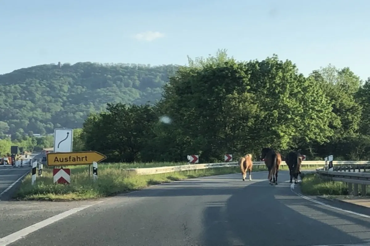 Rinteln - Pferde spazieren auf Fahrbahn